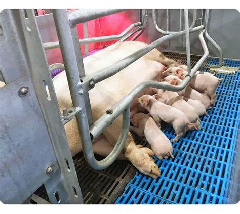 slatted floor for pigs